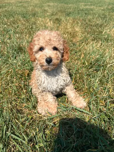 Maltipoo Puppies Available, View more