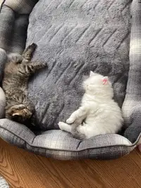 Two half persian half siberian kittens for adoption 