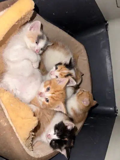Long hair kittens, View more