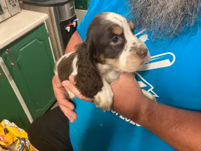 We have 8 pups available, 6 females, 3 tri coloured black/white, 3 tri coloured red/white, 2 males 1...