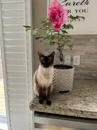Siamese one year old female cat