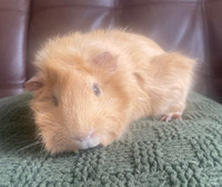 Guinea pigs for sale 