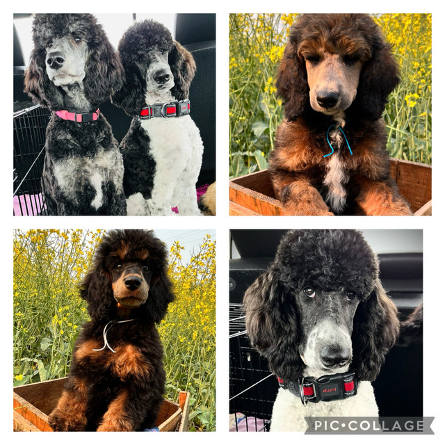 UPCOMING STUNNINLY UNIQUE CKC PUPS- Prairie Belle Poodles  in Dogs & Puppies for Rehoming in Edmonton - Image 4