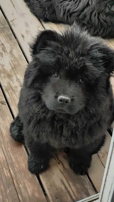 Magnifiques chiots Chow Chow Temperament: Raised in a loving home environment, well-socialized, and...