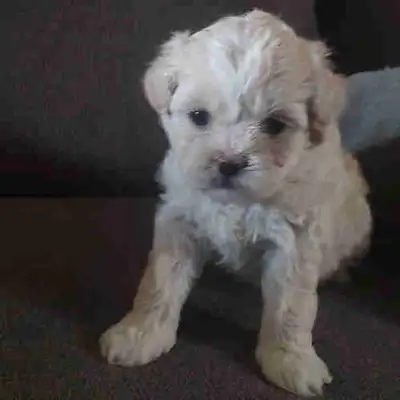 One Small Puppies, View more