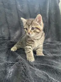 Female Kitten For Sale 