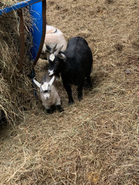  Nigerian pygmy goats 