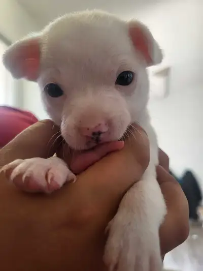 1 Chihuahua Puppy left, View more