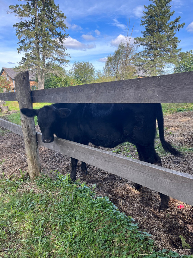 Farm sitting in Animal & Pet Services in Petawawa