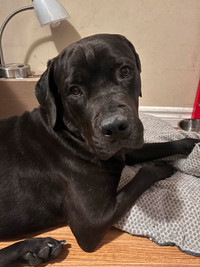 9 month old Cane Corso Rottweiler Mix