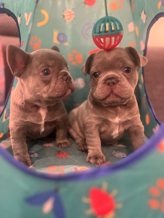 Exotic French Bulldogs in Dogs & Puppies for Rehoming in Markham / York Region