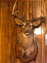 Deer head for sale $200 or best reasonable offer