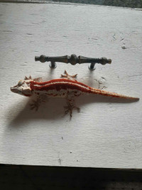 Gecko gargouille