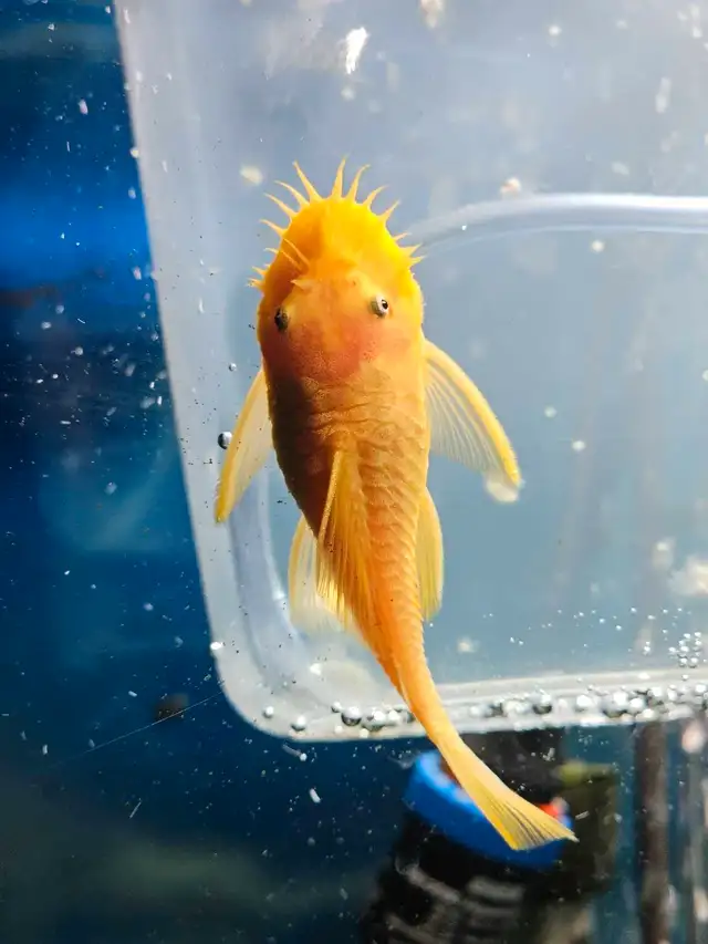 Albino Pleco For breeding Male in Fish for Rehoming in London - Image 7