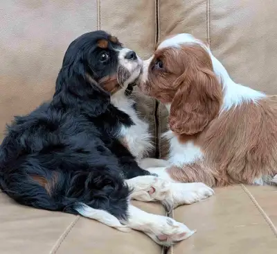 Magnifiques chiots Cavalier King Charles nés le 13 Mars 2025 de qualité supérieure et avec une très...