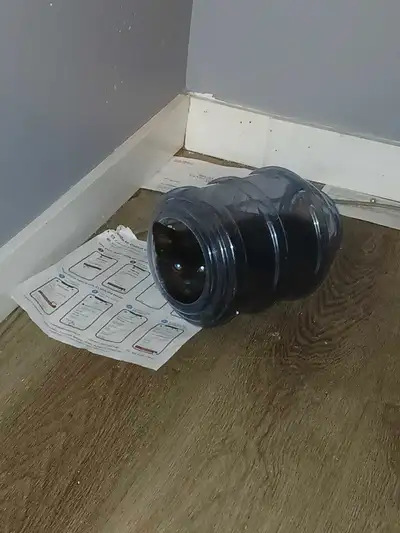 5 kittens, View more