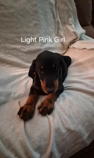Doberman puppies, 8weeks old. 4 males, 5 females. 1st vaccination completed, deworming completed. ⁸A...