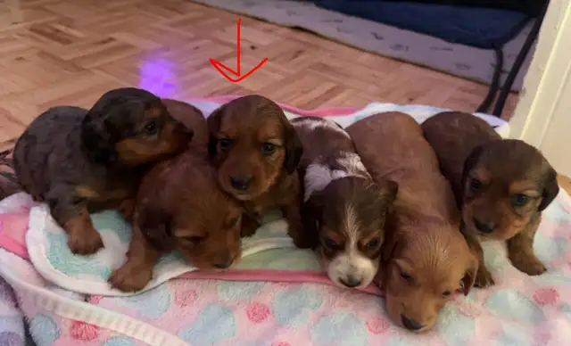 Teckel miniature poil long in Dogs & Puppies for Rehoming in Trois-Rivières - Image 7