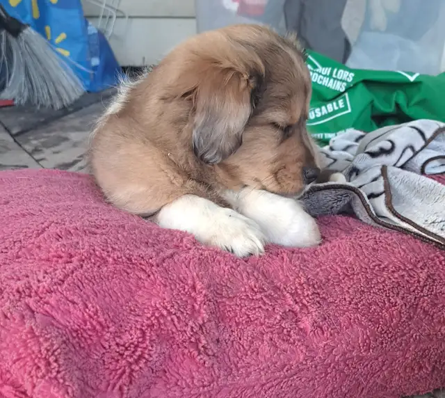 Bébé chiot in Dogs & Puppies for Rehoming in Gatineau - Image 3