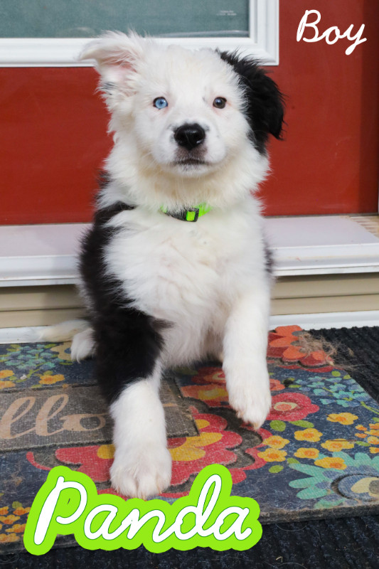 Mini Australian Shepherd x - Ready for new homes! in Dogs & Puppies for Rehoming in Edmonton - Image 3