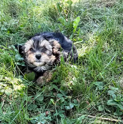 Gorgeous Male Morkie Puppy, View more