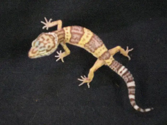 FANCY LEOPARD GECKOS SUPER SPECIAL $75.00 in Reptiles & Amphibians for Rehoming in Muskoka - Image 6