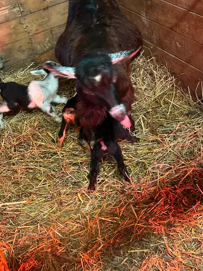 Doe and Triplets (2 Bucklings and Doeling) Doe is 4 years old Disbudded Kids born June 3 2025 Pygmy/...