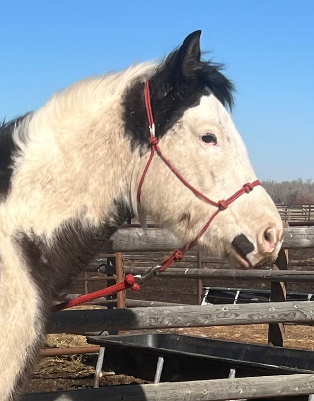 Rising 5yr old APHA mare  in Horses & Ponies for Rehoming in St. Albert - Image 2