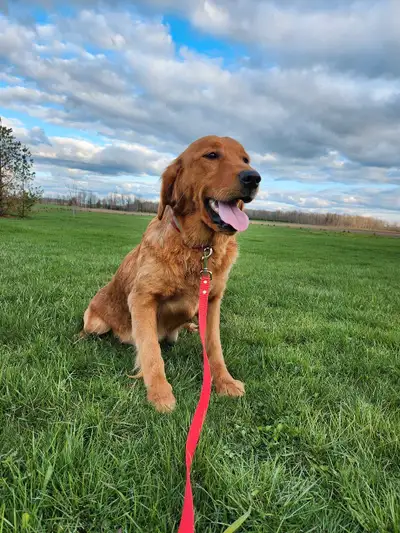 Golden Retriever Female (3 years old), View more