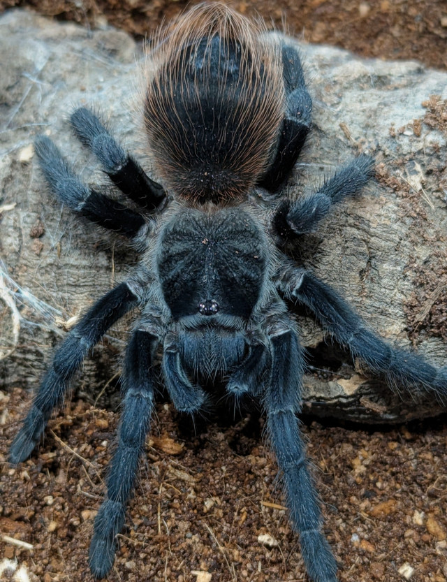 Brazilian Blue Tarantula with enclosure in Other Pets for Rehoming in Edmonton