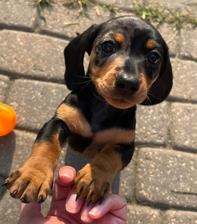 Miniature Dachshund Puppies Dogs & Puppies for Rehoming Calgary
