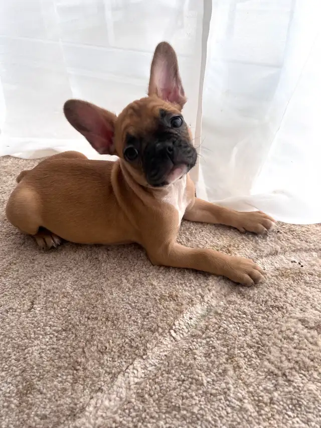 BOULEDOGUE FRANÇAIS FEMELLE  (French Bulldogs) | LILAC & FAWN in Dogs & Puppies for Rehoming in Laval / North Shore - Image 3