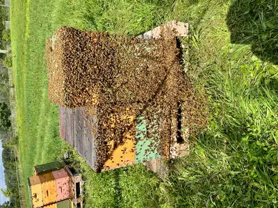 Je suis situé à Laval. Je vends des nuclei sur 4 cadres d'abeilles avec reines de 2026. Ils viennent...