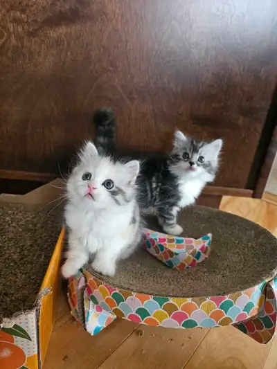 Adorable kittens with doll faces are looking for a loving family, View more