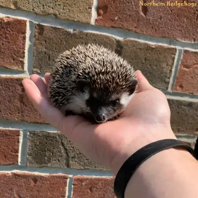 Pedigreed Hedgehogs Babies from Ethical Breeder, View more