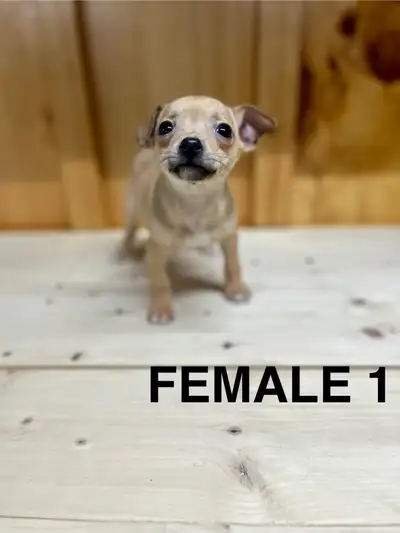 Chihuahua Terrier Puppies READY NOW FOR ADOPTION, View more