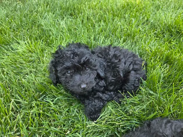 Miniature Toy Poddle in Dogs & Puppies for Rehoming in Winnipeg - Image 6