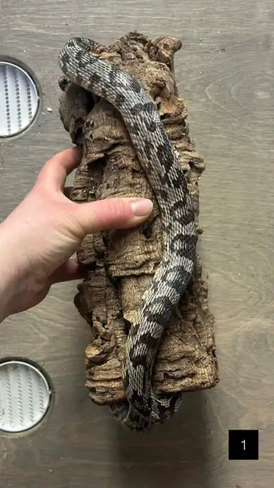 Charcoal Cornsnakes 0.1, View more