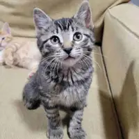 Kittens to a new home