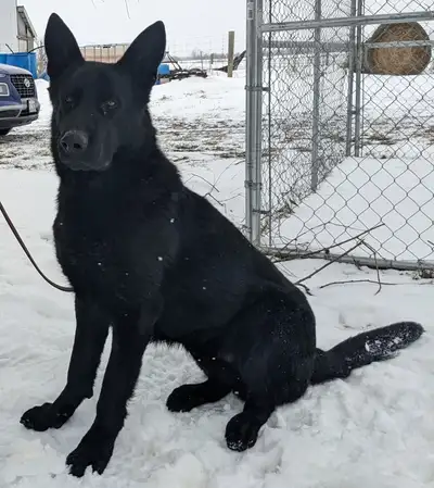 Jilmarpet German Shepherds has available 2 BLACK FEMALE puppies. These girls come from Czech lines....