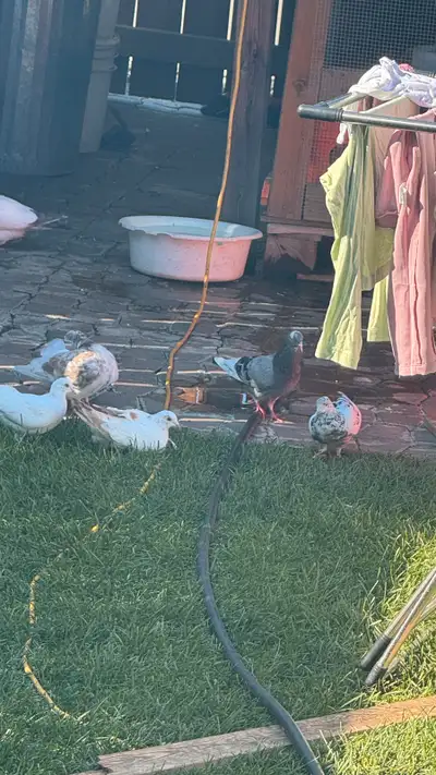 pigeons in laurel area, View more