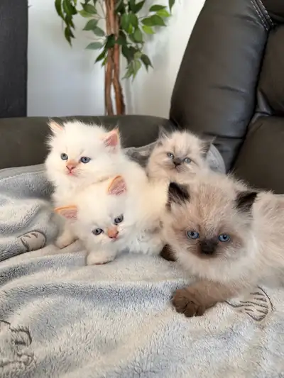 Chatons himalayens , View more