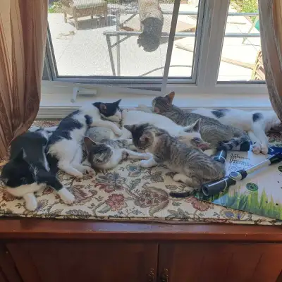 Friendly Savannah Mixed Kittens , View more
