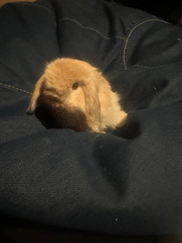 Baby holland lop rabbits 1 bucks and 2 does