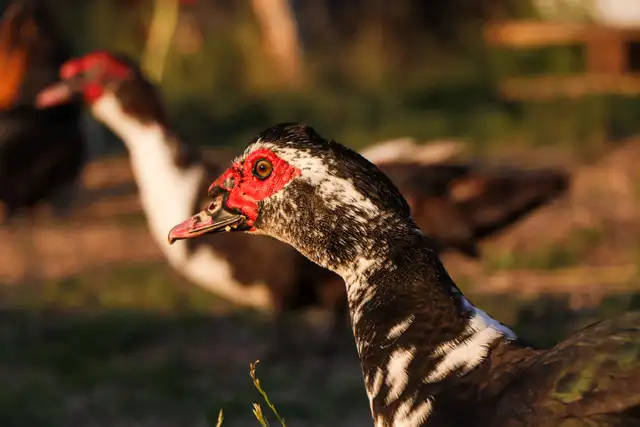 We Offer A Forever Home For Livestock in Livestock in Hamilton - Image 6