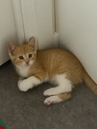 cute orange kitten, View more