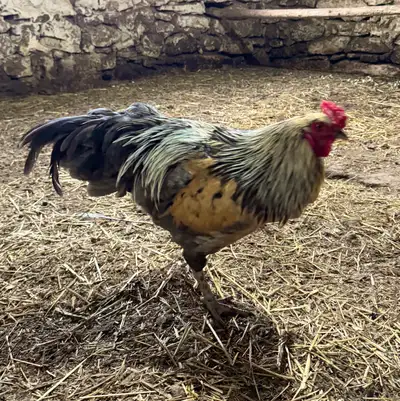 The World’s Most Beautuful Rooster, View more