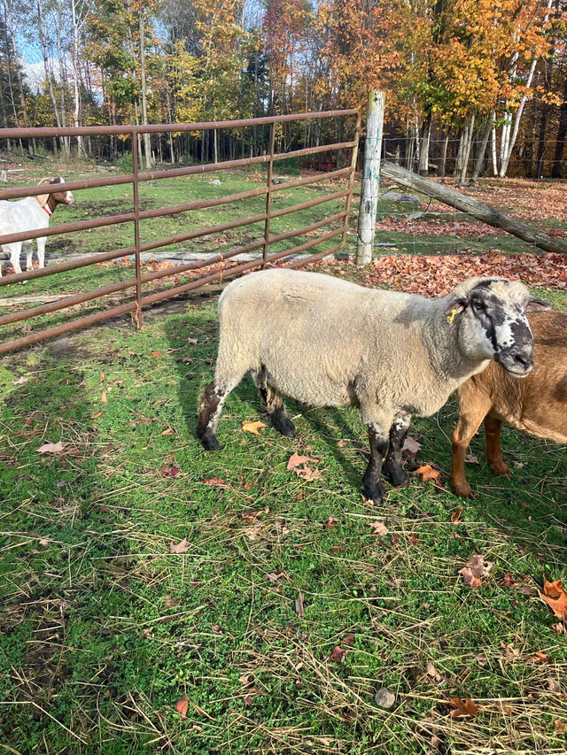 Breeding Ram in Livestock in Muskoka