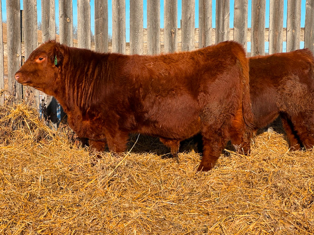 Registered Red Angus Bulls For Sale in Livestock in Lloydminster - Image 2