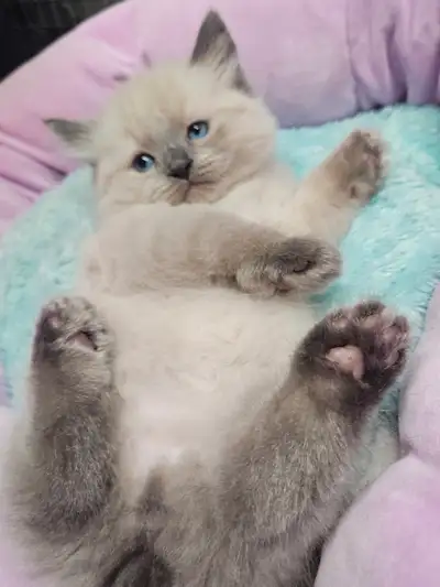 Bunny cat kittens , Unique , fun Cats ( manx Ragdoll, View more